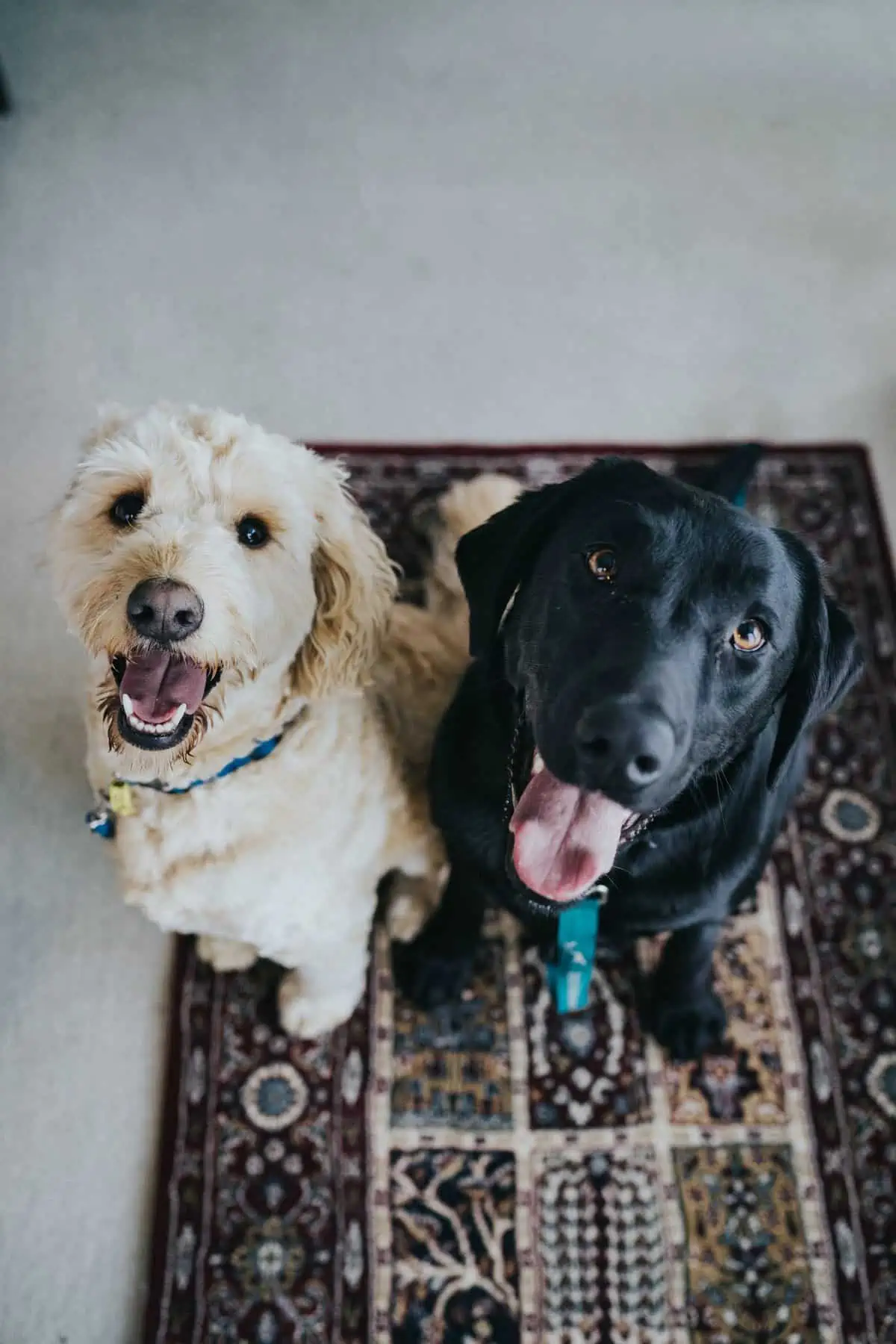 Carpet vs Hardwood Flooring
