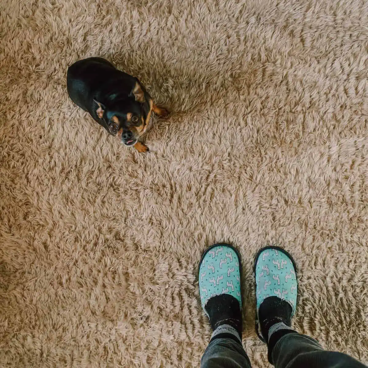 Carpet vs Hardwood Flooring