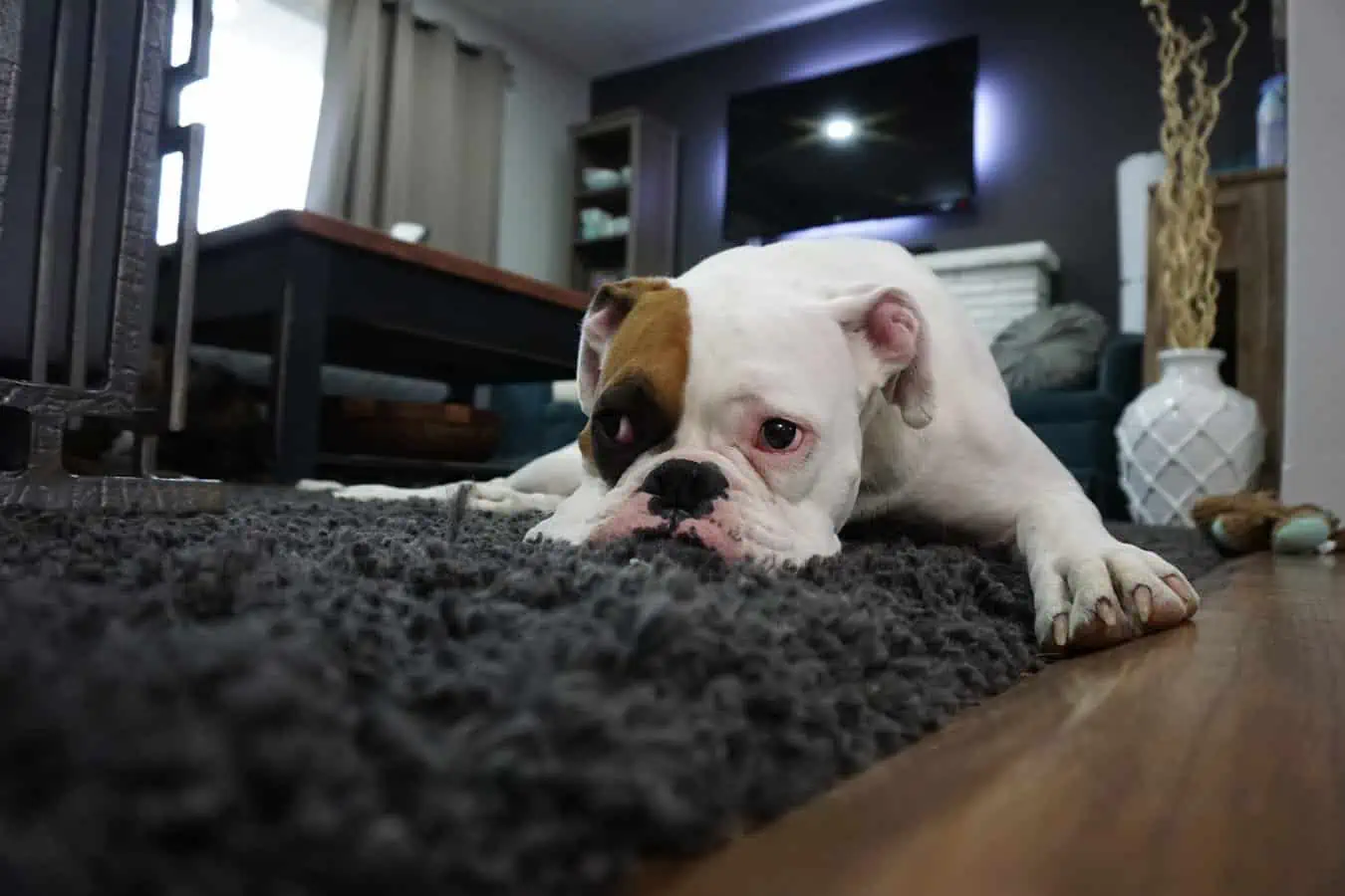 carpet trends