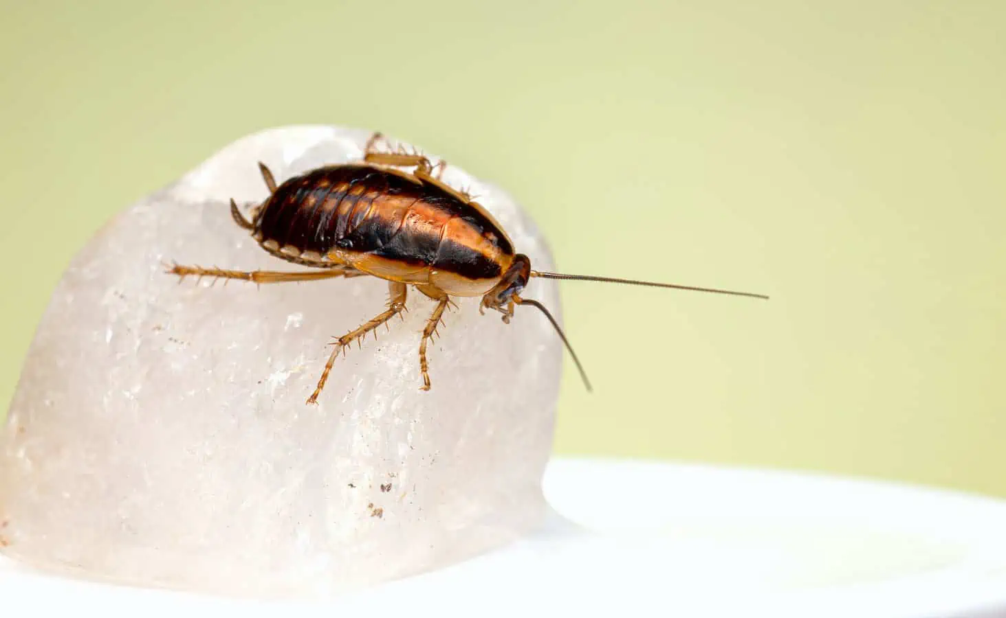 How to Get Rid of Cockroaches in Bathroom