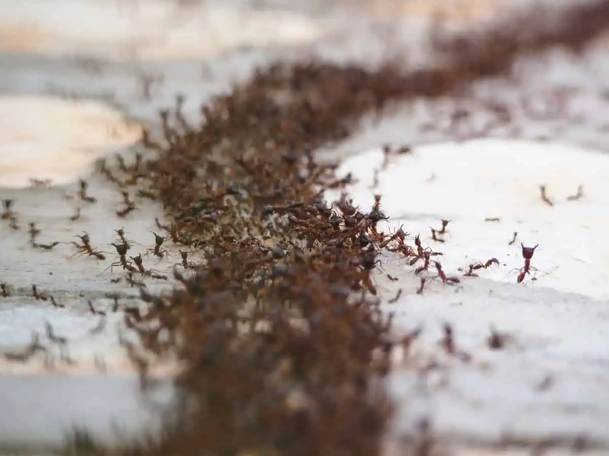 Why Are There Ants in My Bathroom